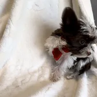 Lucci Dior, a male Yorkshire Terrier for sale in Austin, TX – Photo 6 of 6