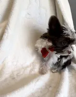 Lucci Dior, a male Yorkshire Terrier for sale in Houston, TX – Photo 6 of 6