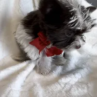 Lucci Dior, a male Yorkshire Terrier for sale in Austin, TX – Photo 3 of 6