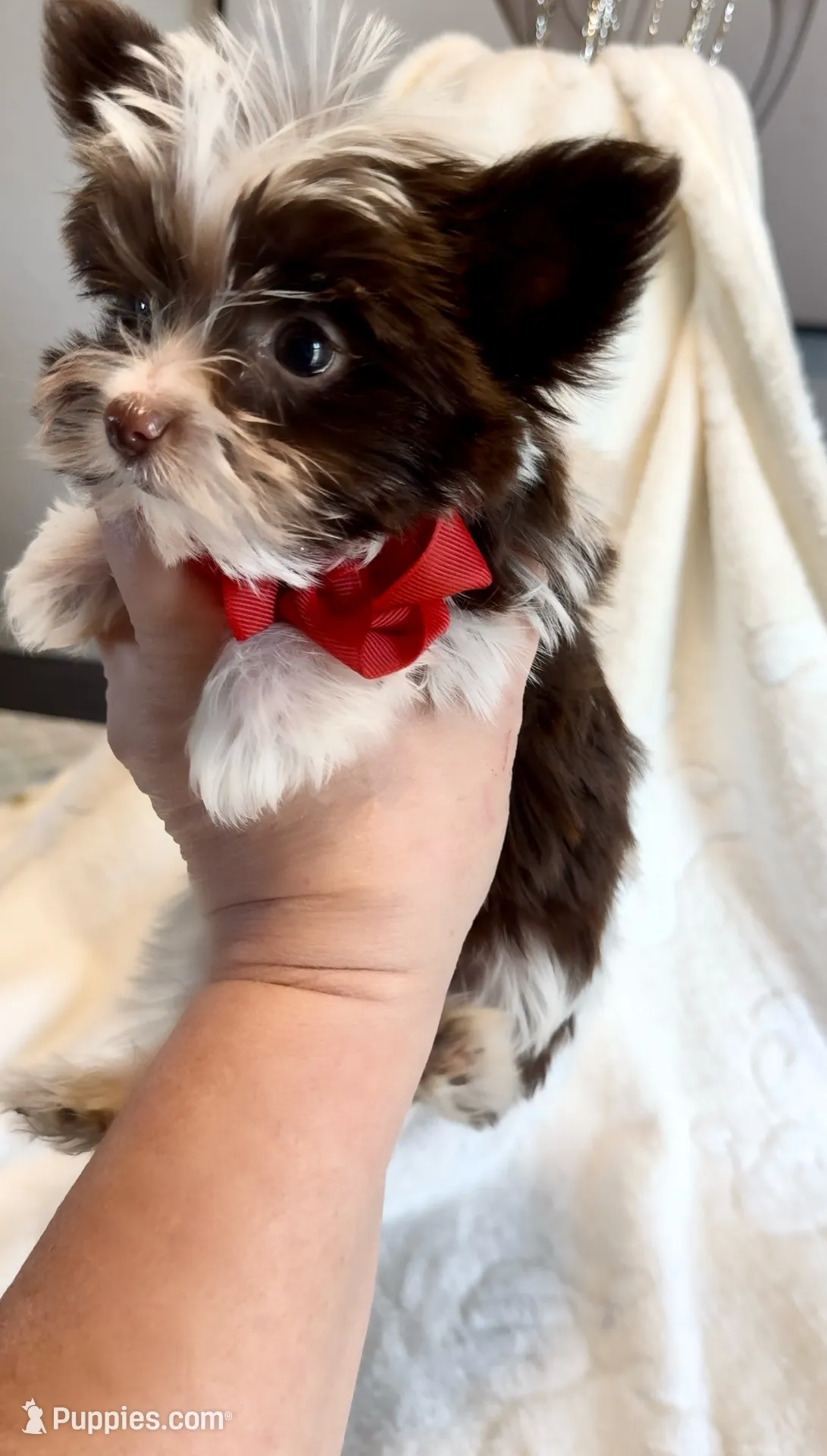 Lucci Dior, a male Yorkshire Terrier for sale in Houston, TX – Photo 2 of 6