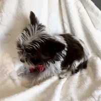 Lucci Dior, a male Yorkshire Terrier for sale in Austin, TX – Photo 5 of 6