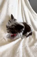 Lucci Dior, a male Yorkshire Terrier for sale in Houston, TX – Photo 5 of 6