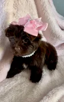 Layla Simone, a female Yorkshire Terrier for sale in Cypress, TX – 5 of 6