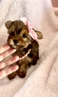 Sadie Sable, a female Yorkshire Terrier for sale in Cypress, TX – 3 of 7