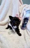 Precious - EXTREME Dark chocolate with white boot 🤎, a female Yorkshire Terrier for sale in Cypress, TX – 5 of 6