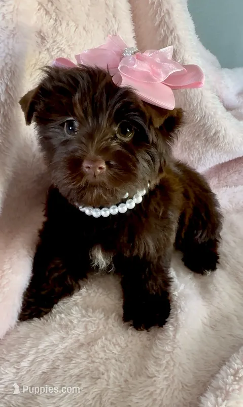 Layla Simone – Yorkshire Terrier puppy for sale in Cypress, TX