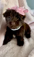 Layla Simone, a female Yorkshire Terrier for sale in Cypress, TX – 1 of 6
