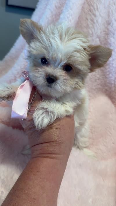 Gracie 🤍, a female Yorkshire Terrier for sale in Cypress, TX – 5 of 5