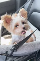 Chrystal Chanel, a female Yorkshire Terrier for sale in Houston, TX – 4 of 6
