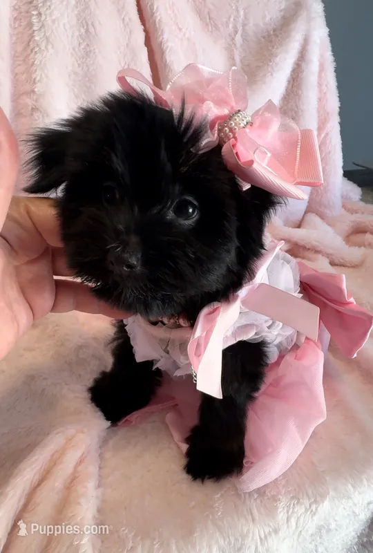 Missy – Yorkshire Terrier puppy for sale in Houston, TX
