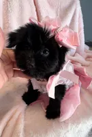 Missy, a female Yorkshire Terrier for sale in Houston, TX – 1 of 6