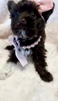 Precious - EXTREME Dark chocolate with white boot 🤎, a female Yorkshire Terrier for sale in Cypress, TX – 6 of 6