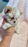 Gracie 🤍, a female Yorkshire Terrier for sale in Cypress, TX – 3 of 5