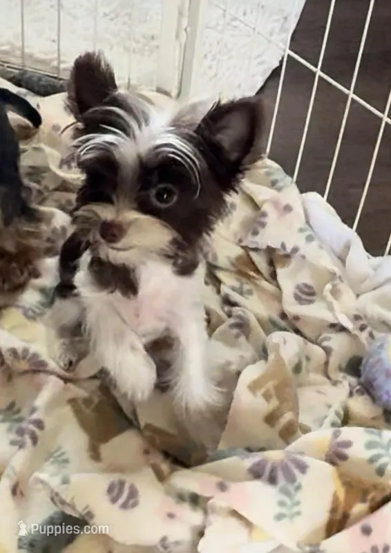 Dior – Yorkshire Terrier puppy for sale in Houston, TX