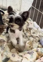 Dior, a male Yorkshire Terrier for sale in Houston, TX – Photo 1 of 2