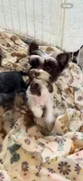 Dior, a male Yorkshire Terrier for sale in Houston, TX – Photo 2 of 2