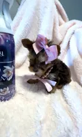 Autumn Rose 🌹 , a female Yorkshire Terrier for sale in Cypress, TX – 5 of 6