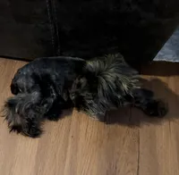 Kodak , a male Yorkshire Terrier for sale in Houston, TX – Photo 3 of 3