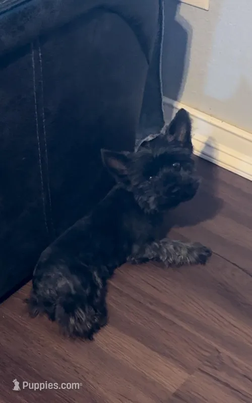 Kodak , a male Yorkshire Terrier for sale in Houston, TX – Photo 1 of 3