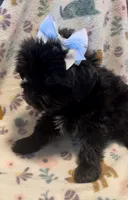 Sasha Jade, a female Yorkshire Terrier for sale in Houston, TX – 2 of 3