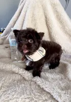 Armani Valentino, a male Yorkshire Terrier for sale in Cypress, TX – 5 of 9