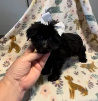 Sarah , a female Yorkshire Terrier for sale in Houston, TX – 1 of 2
