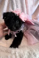 Maddie, a female Yorkshire Terrier for sale in Houston, TX – 2 of 3