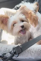 Chrystal Chanel, a female Yorkshire Terrier for sale in Houston, TX – 6 of 6