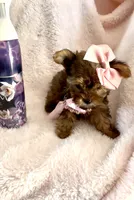 Sadie Sable, a female Yorkshire Terrier for sale in Cypress, TX – 2 of 7