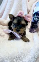 Madison Monroe 💕, a female Yorkshire Terrier for sale in Cypress, TX – 6 of 6
