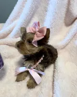 Autumn Rose 🌹 , a female Yorkshire Terrier for sale in Cypress, TX – 3 of 6