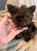 Polo Valentino, a male Yorkshire Terrier for sale in Houston, TX – 2 of 3