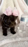 Cocoa Simone , a female Yorkshire Terrier for sale in Cypress, TX – 2 of 7
