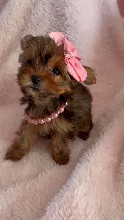 Sadie Sable, a female Yorkshire Terrier for sale in Cypress, TX – 7 of 7