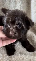 Armani Valentino, a male Yorkshire Terrier for sale in Cypress, TX – 8 of 9