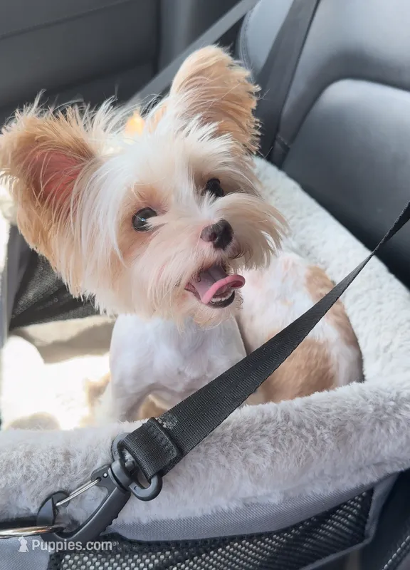 Chrystal Chanel – Yorkshire Terrier puppy for sale in Houston, TX