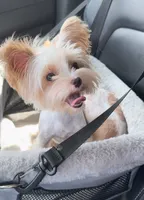 Chrystal Chanel, a female Yorkshire Terrier for sale in Houston, TX – 1 of 6