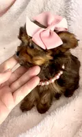 Sadie Sable, a female Yorkshire Terrier for sale in Cypress, TX – 5 of 7