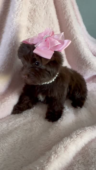 Layla Simone, a female Yorkshire Terrier for sale in Cypress, TX – 6 of 6