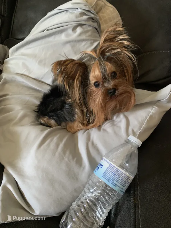 Rolex – Yorkshire Terrier puppy for sale in Houston, TX