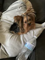 Rolex, a male Yorkshire Terrier for sale in Houston, TX – 1 of 1