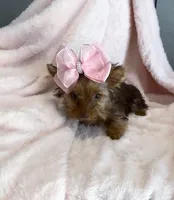 Emmie Channel 💕, a female Yorkshire Terrier for sale in Houston, TX – 3 of 6
