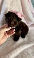 Layla Simone, a female Yorkshire Terrier for sale in Cypress, TX – 4 of 6