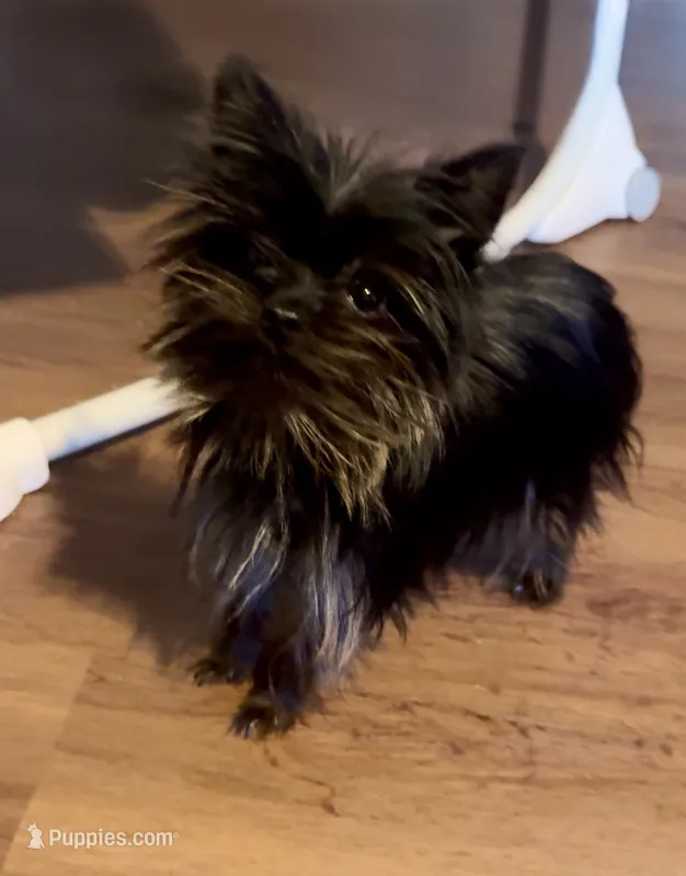 Micro t cup pup – Yorkshire Terrier puppy for sale in Cypress, TX