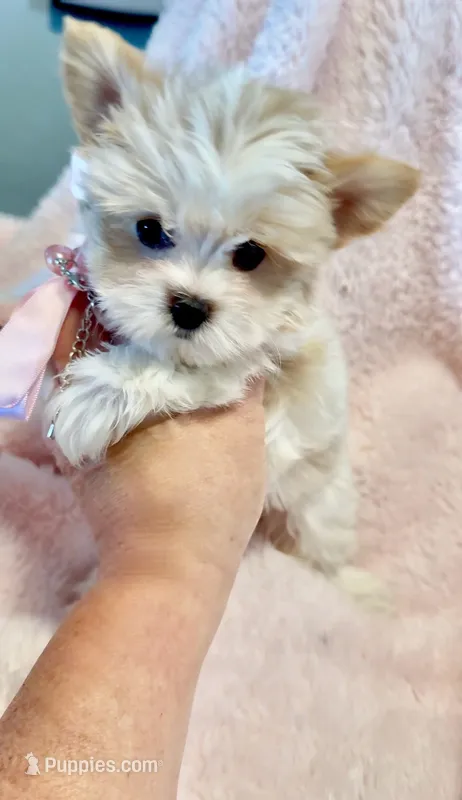 Gracie 🤍 – Yorkshire Terrier puppy for sale in Cypress, TX