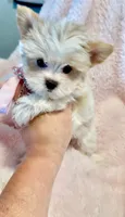 Gracie 🤍, a female Yorkshire Terrier for sale in Cypress, TX – 1 of 5