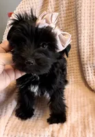 Nori Velour, a female Yorkshire Terrier for sale in Houston, TX – Photo 3 of 3