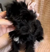 Nori Velour, a female Yorkshire Terrier for sale in Houston, TX – Photo 2 of 3