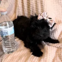 Nori Velour, a female Yorkshire Terrier for sale in Houston, TX – Photo 1 of 3