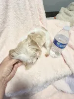 Chrystal Chanel, a female Yorkshire Terrier for sale in Houston, TX – 2 of 6
